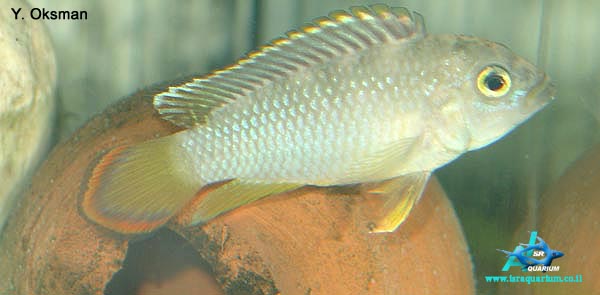 www.israquarium.co.il